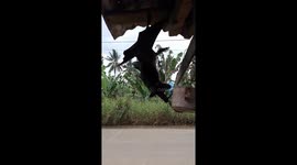 Wild bat has been returning to the same house for 12 years