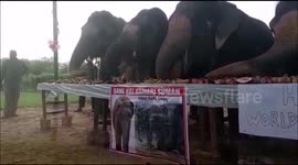 World elephant day clebration in Jaipur India