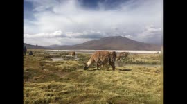 Llama eating grass in the Bolivian Altiplano// near Salar de Uyuni