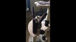 Kitten struggling to stay awake ????