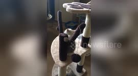 Kitten can't decide if he wants to sleep or play