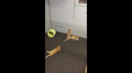 Kittens learning to take turns
