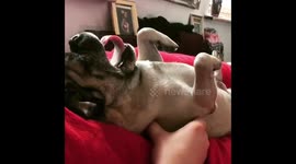 PUG massage