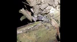 Gray Treefrog calling