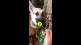 This dog doesn't quite know how to feel about sunflowers