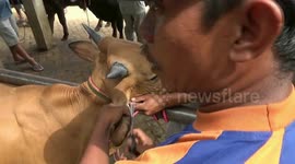 ahead of the feast of Eid al-Adha / the service of the cattle salon at probolinggo increased by 200 percent