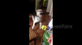 This dog doesn't quite know how to feel about sunflowers