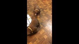 Puppy tug a war