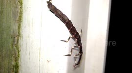 Close-up of a strange animal with a tail attached to help climb and walk