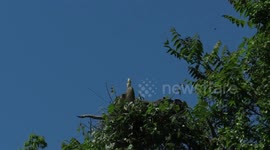 Feisty great blue heron youngsters in nest