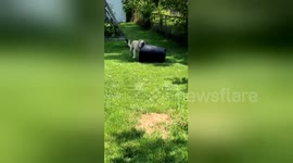 Parker the dog is no lazy pup – he makes sure to do his part around the house.