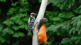 Woodpecker let's me know it's time to renew my deck