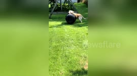 Adorable dog thinks he's 