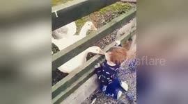 Angry goose teaches toddler a lesson