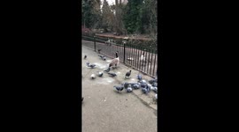 Surrey Pigeons