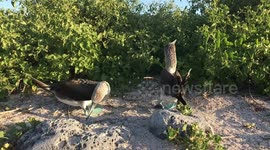 Bizarre mating ritual of the Blue-footed Booby