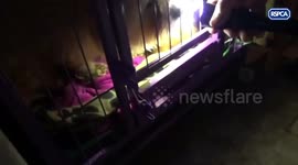 Dogs and cats found living in rabbit hutches on puppy farm