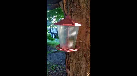 Newsflare How Did A Squirrel Get Trapped Inside My Bird Feeder