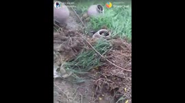 Big snake found with eating a other large size snake