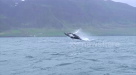 Breathtaking footage of a humpback whales putting on show for tourists in Iceland