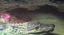 Man accused of keeping a 4ft live CROCODILE at his home