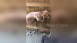 Newsflare Edit - SO MY DOG WAS TRYING TO JUMP OVER THE FENCE, BUT MY DAD CAUGHT HIM! SO MY DOG TRIED TO ACT INVISIBLE ???????????????????????? https://t.co/8OZrIwWIVu