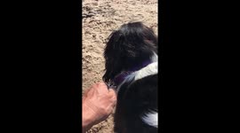 Dog ready to paddle board
