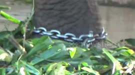 Poor elephant in a zoo with 2 legs chained