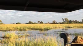 Lion saves his brother from terrifying crocodile