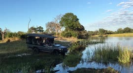 Lion brothers survive, across the river from each other