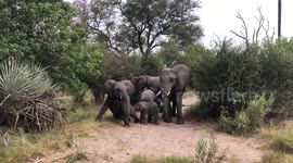 Adorable baby elephant plays with siblings