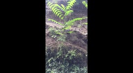 Little black pigs enjoying themselves