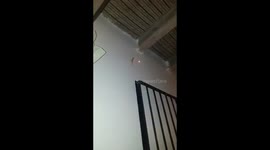 ¡LAS SALAMANQUESAS PERSIGUEN PUNTEROS LÁSER!