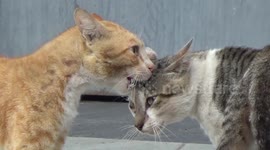 Cats walk like ballet dancers to fight