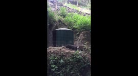 Family of Black Pigs Having Fun