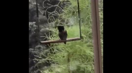 Swinging through life like...