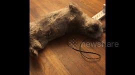 Epic snoring during a dog's running dream