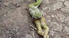 Stomach-churning moment small snake regurgitates giant frog