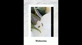 Insects, bugs mating, mates and eating.