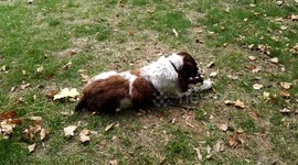 Adorable dog has a permanently wagging tail