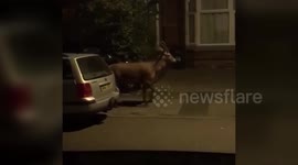 Residents stunned after spotting a DEER nonchalantly walking down the middle of inner city suburb street in Birmingham