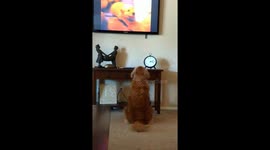 This is what happens when a golden retriever hears puppies crying on TV