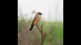 Rare migratory visitor - Say’s Phoebe