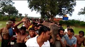 Villagers carry lost baby elephant on shoulders to take it to recovery