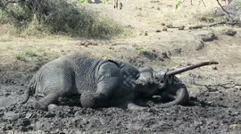 Rare adult elephant enjoys playing in the mud like a baby