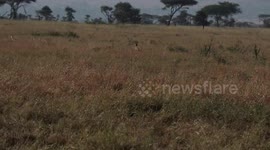 Eleven-year-old tourist captures amazing cheetah hunt