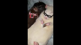 Adorable clip shows pet rats reading magazines