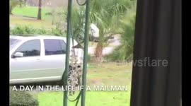 USPS carrier delivers mail to the dogs