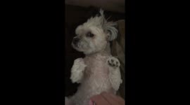 Dog hugs hand while getting scratches.