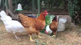 Baffled chickens encounter their reflections in a mirror